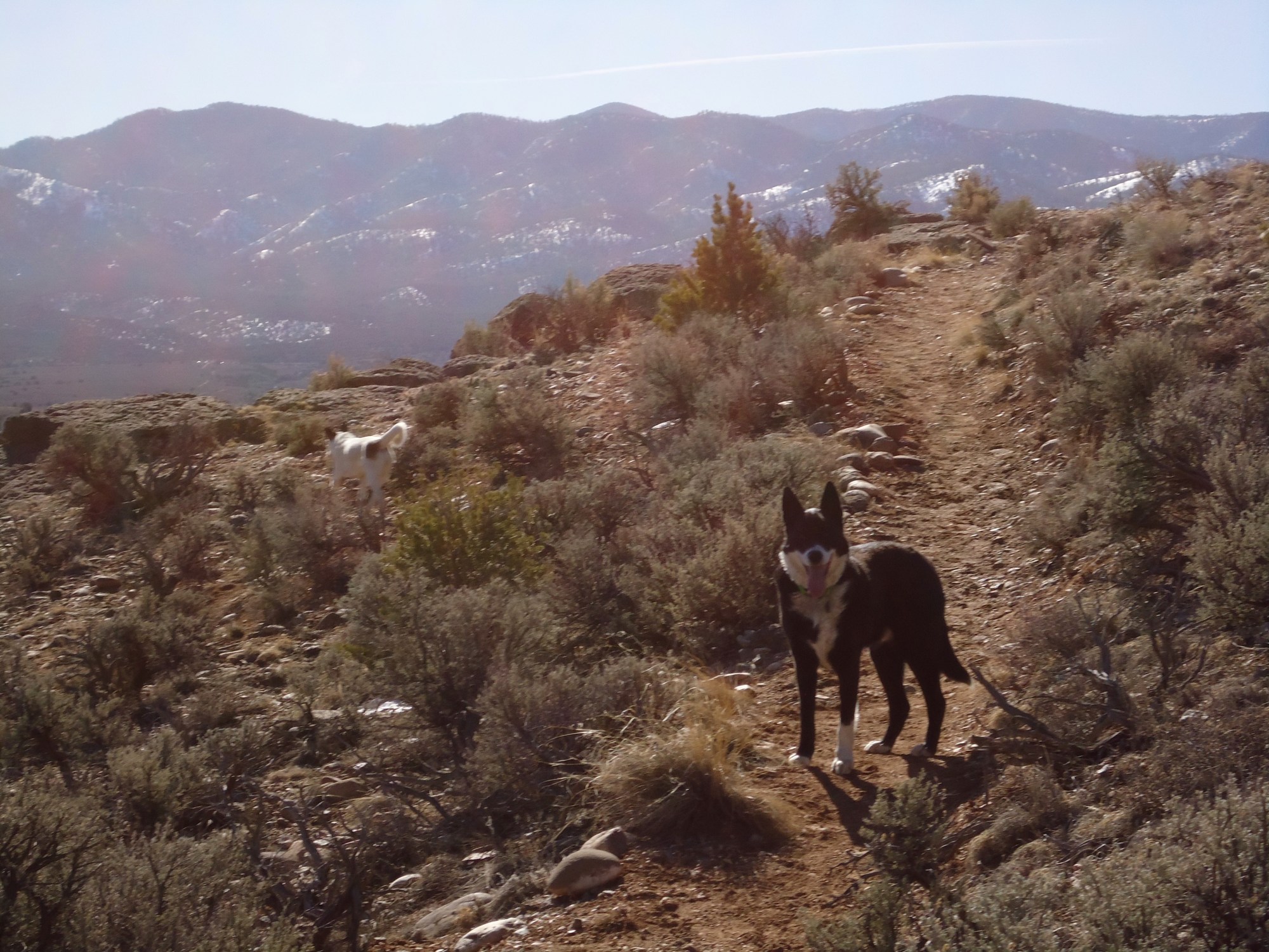 Sarah Leamy watercolor artist from New Mexico exploring belonging and creativity, coaching others to do the same.