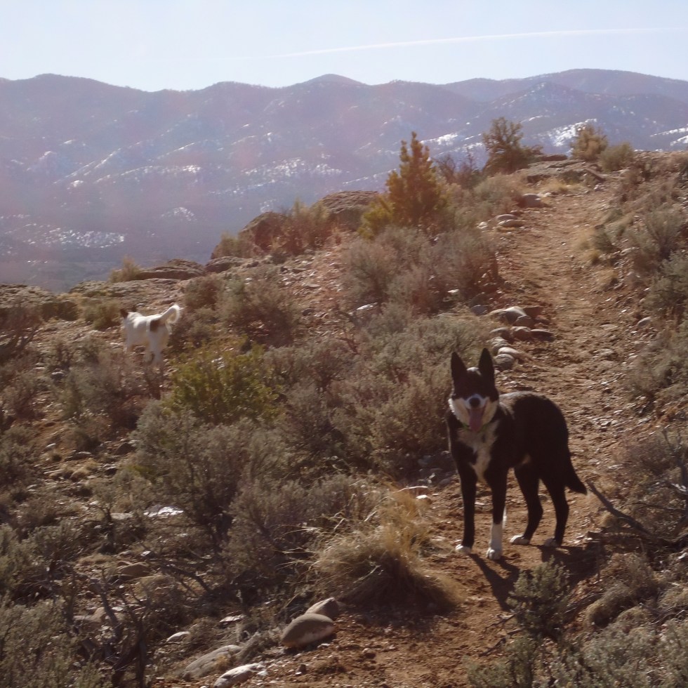 Sarah Leamy watercolor artist from New Mexico exploring belonging and creativity, coaching others to do the same.